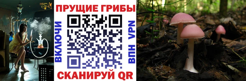 Галлюциногенные грибы GOLDEN TEACHER  Богучар 
